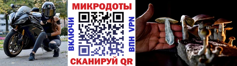 Псилоцибиновые грибы Psilocybe Красноуфимск